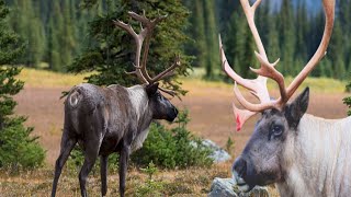 quotCaribou of Alaska Journey Through the Wildquot [upl. by Winne120]