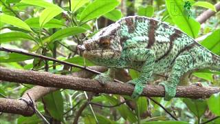 TRAILER RESPONSIBLE HERPETOCULTURE with BION Terrarium Center Parsons chameleon Calumma parsonii [upl. by Onfroi]