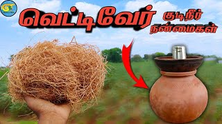 vetti veru benefits in tamil வெட்டிவேர் குடிநீரின் நன்மைகள் [upl. by Burns]