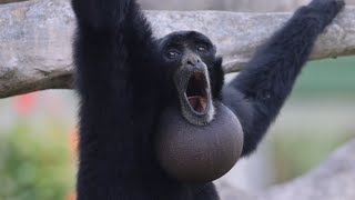 Screaming Gibbons [upl. by Ttergram]