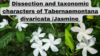 Dissection and Taxonomic characters of Tabernaemontana divaricataJasmine chandni botanypractical [upl. by Dulcine]