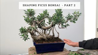 Shaping Ficus Bonsai  Part 2 [upl. by Ikik]