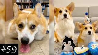 Best Corgi 🐶💜 Compilation  Funny Moments With Corgis [upl. by Fidelity]