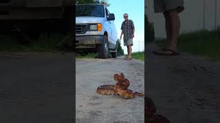 Corn Snake Jumps into my Hands 😳 shorts [upl. by Yrahk]