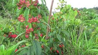 Clerodendrum indicum Turks turban [upl. by Glennie225]