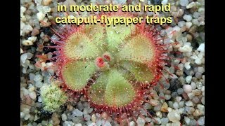 Behaviour of T2 snaptentacles in moderate and rapid catapultflypaper traps [upl. by Ennahs271]