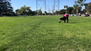 How To Teach Dog To Fetch and Bring It Back  The Basics [upl. by Ihpen]