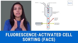 Fluorescenceactivated cell sorting FACS  Basics In Hindi  Part II [upl. by Kingsley]