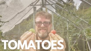 How to ripen green tomatoes [upl. by Alletniuq469]