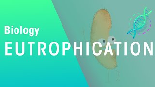 What Is Eutrophication  Agriculture  Biology  FuseSchool [upl. by Elora]