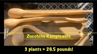 Zucchino Rampicante Harvest [upl. by Elleirbag]