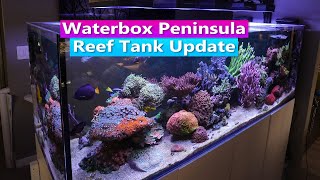 Waterbox 7225 Peninsula Reef tank Update [upl. by Aisyle]