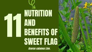 11 Medical Uses and Health Benefits of Sweet Flag Acorus calamus [upl. by Koo]