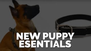 New Puppy Essentials [upl. by Capello]