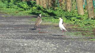 Squawking Spurwing Plover goes Splat [upl. by Monarski604]