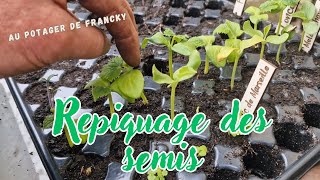 Repiquage des semis de tomates melons concombres [upl. by Morel]