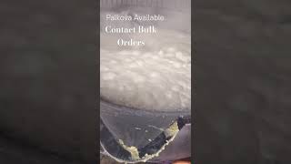 Palkova Bulk orders Only 8667543383 [upl. by Aubert]