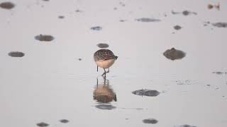 Curlew Sandpiper Ferrybridge 9th September 2023 [upl. by Leonor]