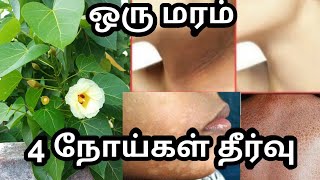 thespesia populnea tree benefitspoovarasanதேமல் சொறி மங்கு நீங்க இதை தடவுங்கள்பூவரசன் மரம் பயன்கள் [upl. by Felten]