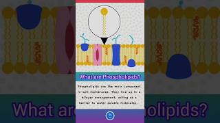 Cell Membrane Structure Plasma membrane  What are Phospholipids [upl. by Notsa]