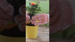 गुलाब लगाने का सही महीना कौन सा है  garden gardening rose gardeningtips flowers [upl. by Dinse201]