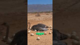 Ostrich hatch eggs to baby ostriches ostrichfacts ostrichegg wildlifefacts [upl. by Lletnwahs]