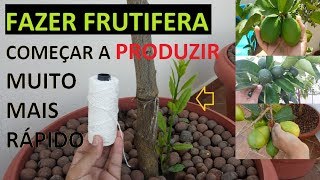 Fazer sua frutifera frutificar produzir muito mais rápido com esta técnica processo completo [upl. by Aloysia212]