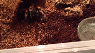 Brachypelma smithi Mexican Red Knee juvenile feeding [upl. by Fugate]