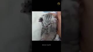 hermoso gato maullando estresado🐈‍⬛ viral shorts [upl. by Yramanna902]