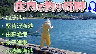 【庄内】の色んな漁港で釣りしてきた🎣 [upl. by Madeline]