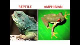 Whats the difference between an amphibian and a reptile Find out in this World Book Explains video [upl. by Nyrb130]