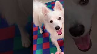 Oreo Ko Mall Jana Hai  souravjoshivlogs vlog funny dog [upl. by Mundt762]