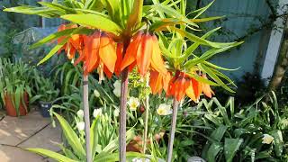 Fritillaria imperialis Rubra [upl. by Tamma]