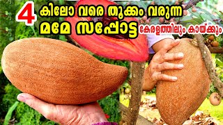 സപ്പോട്ടയിലെ രാജാവ് മമേ സപ്പോട്ടMamey Sapote in MalayalamMamey SapotePouteria sapotaMemi Sapota [upl. by Reave]