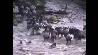 Wildebeest Crossing the Mara River [upl. by Galligan654]