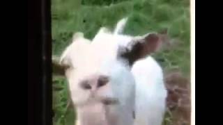 Lustige Ziege macht komische geräusche Funny goat makes funny sounds Viral Video [upl. by Swiercz]