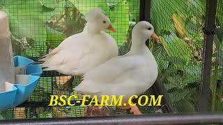 wwwbscfarmcom  White Crested Call Ducks [upl. by Ahsropal29]