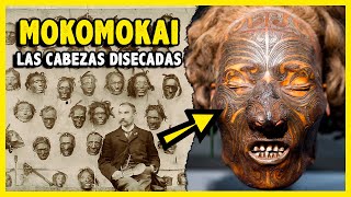 MOKOMOKAI las CABEZAS DISECADAS de los Maoríes que PROVOCARON una GUERRA 💀😰 [upl. by Tonjes]