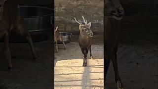 The Eld’s deer shortsvideo [upl. by Aicelaf]