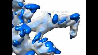 3D Architecture of Microbial Cities [upl. by Carly]