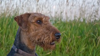 Airedale Terriers for Therapy Dog Work Is it a Good Fit [upl. by Yesteb]