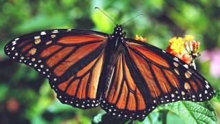 Monarch butterflies use medicinal plants [upl. by Murage157]