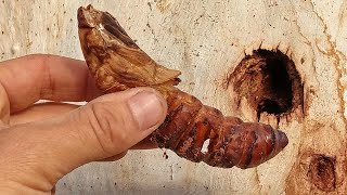 A witchetty grub emerges as a moth short version [upl. by Aim531]