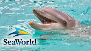 2024 SeaWorld Orlando Dolphin Encounter Tour❤️❤️❤️ [upl. by Reeher]