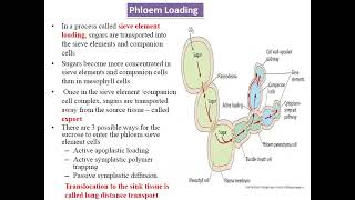 Phloem Loading and Unloading [upl. by Neeneg]