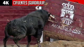 💥 TOROS IMPRESIONANTES EN CIFUENTES GUADALAJARA Certamen de recortes  LA CARDENILLA amp MONTECILLO [upl. by Dagley]