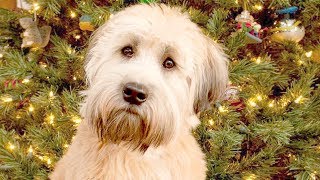 Funny Wheaten Terrier Videos [upl. by Naellij419]