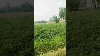 Gaon ka najara🛖 punjabisong punjabi song newsong music funny comedykhero [upl. by Karina]