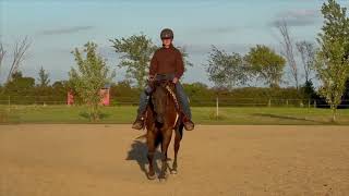 Smokin Boy Named Sue aka Sue sells October 19th at The Horsemans Mission Millersburg OH [upl. by Reiser953]