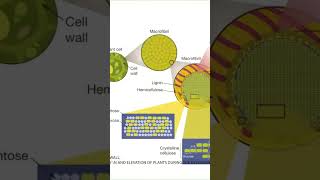 The Devonian and its plants history documentary [upl. by Ecylla]